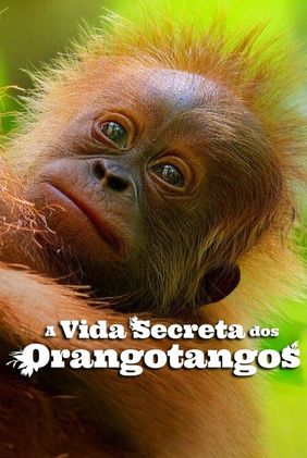 A Vida Secreta dos Orangotangos